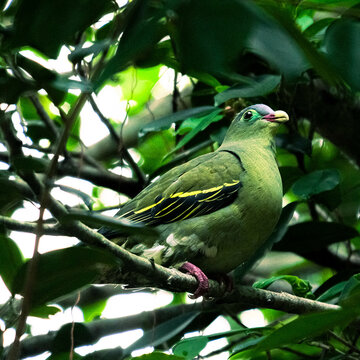 Thick-billed Green pigeon in Malaysia