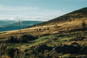 Paisaje de los andes de Perú con animales