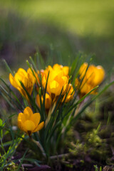 crocus - one of the first spring flowers