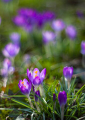 crocus - one of the first spring flowers