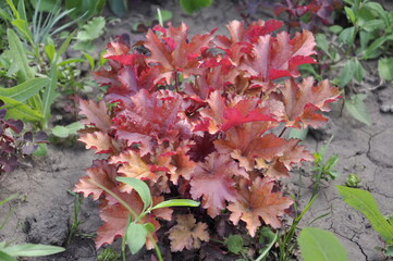 Garden flowers are blooming. Blooming flowers and plants. 
