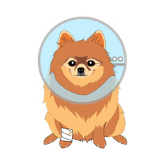 Pomeranian dogs with Elizabethan collar