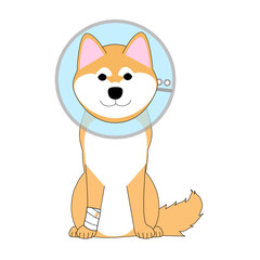 Shiba Inu dogs with Elizabethan collar. 