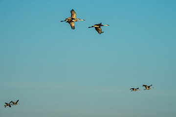 sandhill crane