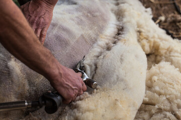 Sheep shearing using electric clippers