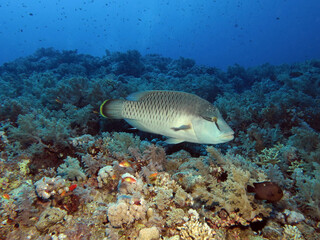 Initial phase IP Cheilinus undulatus Napoleon wrasse