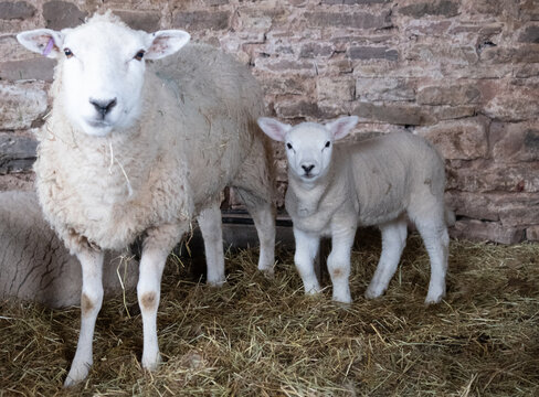 Ewes & their new born lambs
