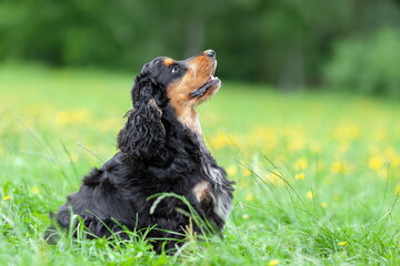 Young english cocker spaniel dog sitting in green grass  at summer nature