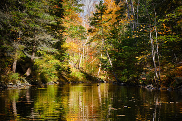 Autumn scene of a flat water river surrounded by colourful trees with reflection