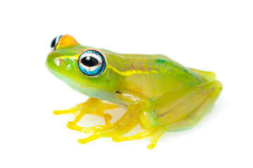 Boophis rappiodes on a white background