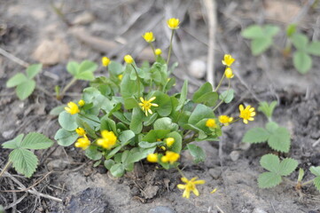 Garden flowers are blooming. Blooming flowers and plants. 