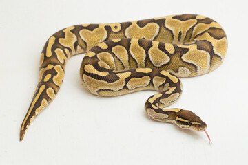 Lesser ball python regius isolated on white background
