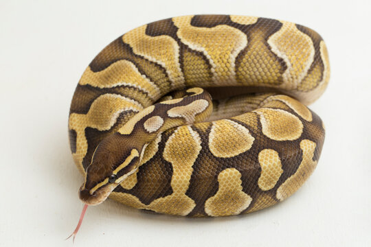 Lesser ball python regius isolated on white background
