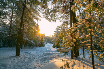Pine trees covered with snow on frosty evening. Beautiful winter panorama - 489036773