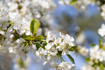 A bee collects pollen in flowers of a sour cherry tree.