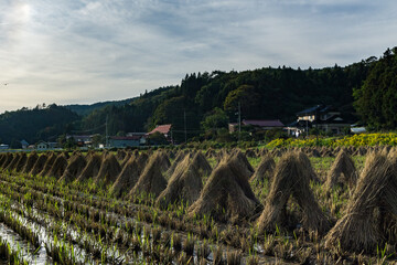 Rice ready for harvest in Tome, Japan