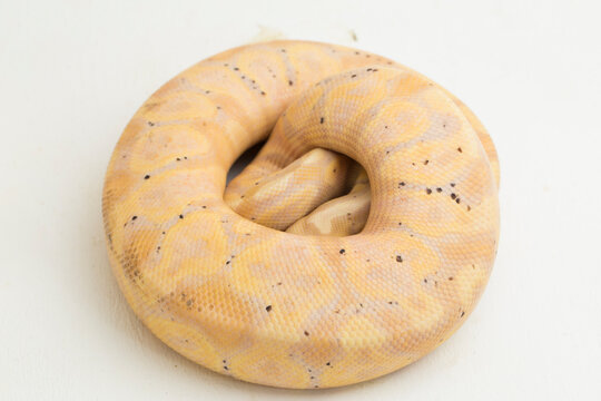 banana super pastel ball python regius isolated on white background
