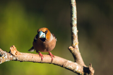 Hawfinch coconut trees sitting with pink feet on wooden stick
