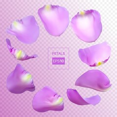 Realistic rose petals. Vector illustration with mesh gradients. EPS10.