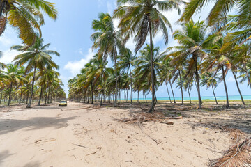 Landscape of a sand path between tall coconut trees of a beautiful beach. Destination scenics at Rota dos Coqueiros on Maracaipe beach, Ipojuca - PE, Brazil, Brazilian northeast coast.