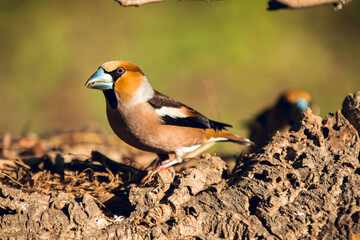 Wild little bird eating sitting on a mossy tree