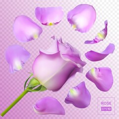 Realistic rose petals. Vector illustration with mesh gradients. EPS10.