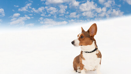 Welsh Corgi Pembroke. Animal themes. Thoroughbred dog in winter. Copy space