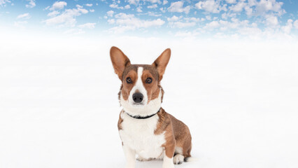 Welsh Corgi Pembroke. Animal themes. Thoroughbred dog in winter. Copy space