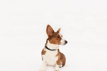 Welsh Corgi Pembroke. Animal themes. Pets. Thoroughbred dog on a white background