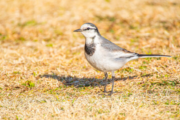 公園の中で休憩をする白いセキレイが可愛くて癒される