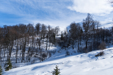 snow covered trees  Cazacu Valley, Baiului Mountains, Romania 