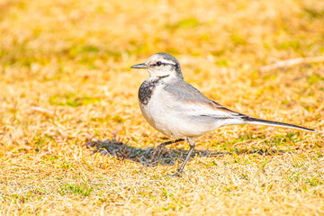 公園の中で休憩をする白いセキレイが可愛くて癒される