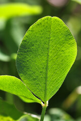 Red clover plant ( Trifolium pratense ) close-up of a translucent green leaf with nervature