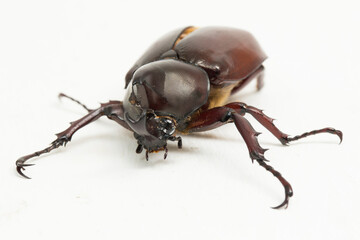 rhinoceros beetles Xylotrupes australicus isolated on white background
