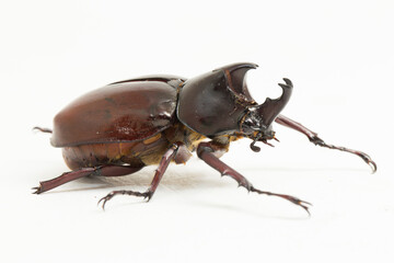 rhinoceros beetles Xylotrupes australicus isolated on white background
