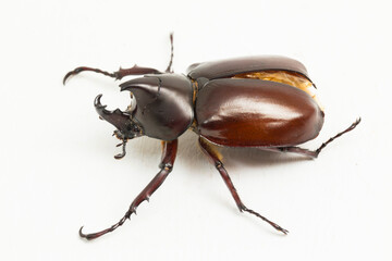 rhinoceros beetles Xylotrupes australicus isolated on white background
