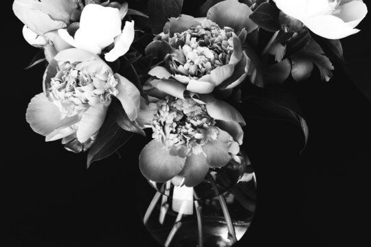 Bouquet of peonies in glass vase on black background. Black and white photo. Floral card, poster design. Selective focus