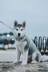 Fototapeta premium siberian husky puppy