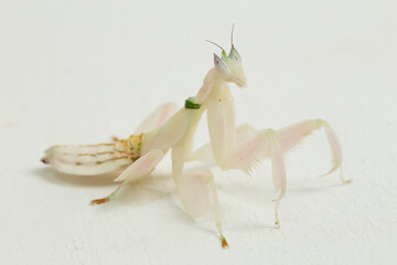 orchid praying mantis hymenopus coronatus isolated on white background

