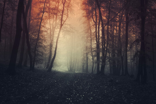 dark forest path at sunset, scary halloween background