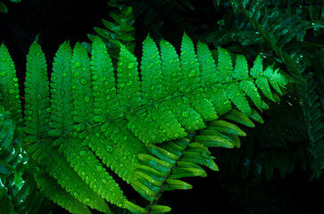 Green fern leaves with water drops close-up