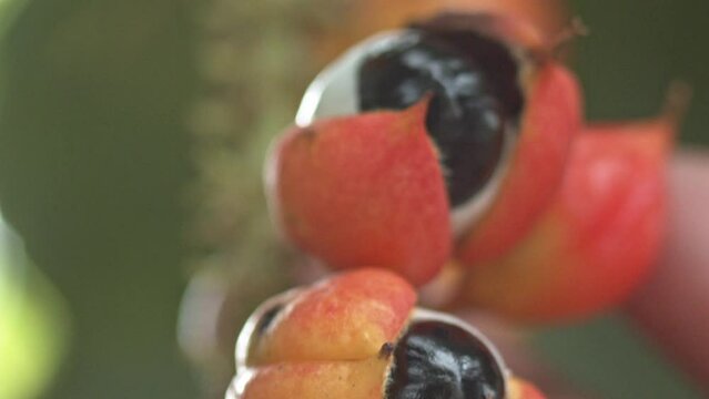 Eye of the Amazon, the Guarana fruit with an exposed seed that looks like an eyeball in a macro shot.