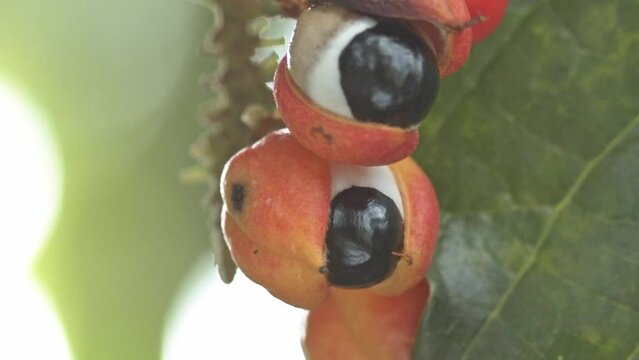 Organic Guarana fruit dangle on a branch before being picked. Close up shot.