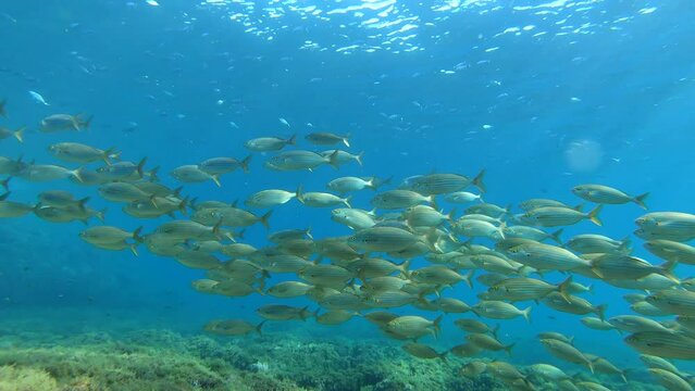 Mediterranean Sea gold banded fishes school  Scuba diving in Majorca