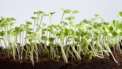 A fragment of soil with friendly shoots of salad greens on a white background.