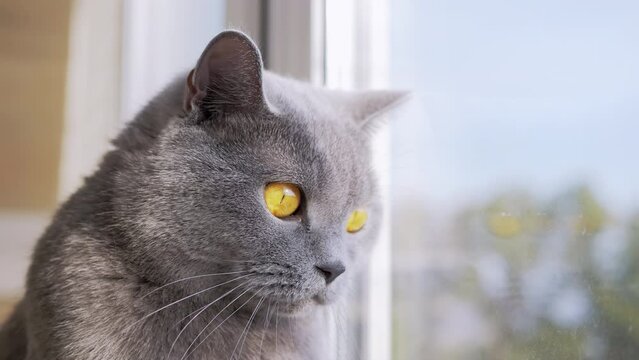 A Gray British Domestic Cat Looking Out the Window, Watching the Flying Birds. Cat is reflected in the glass. A curious thoroughbred cat with open eyes is watching the movement in rays of sunlight.