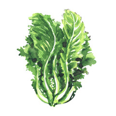 Green romaine salad lettuce plant, isolated, close-up, healthy vegetarian food, nature fresh organic vegetable leaves, isolated, hand drawn watercolor illustration, white background - 489043558