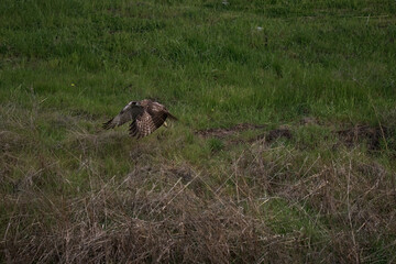 Hawk taking off from the ground