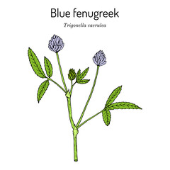 Blue fenugreek or utskho suneli (Trigonella caerulea), medicinal and edible plant - obrazy, fototapety, plakaty