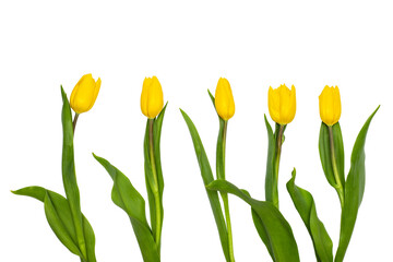 Five yellow tulips on long stems, highlighted on a white background.